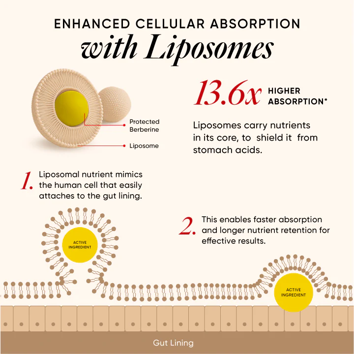 Liposomal Berberine HCL+ - Image 6